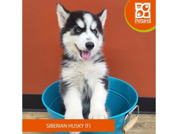 [#7366] Black / White Female Siberian Husky Puppies for Sale