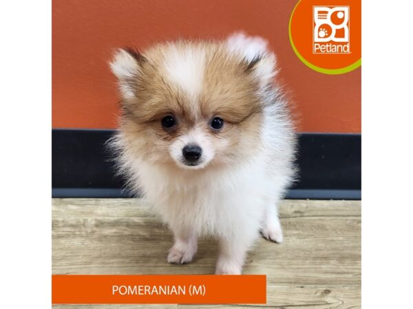 [#7365] Orange Sable Male Pomeranian Puppies for Sale