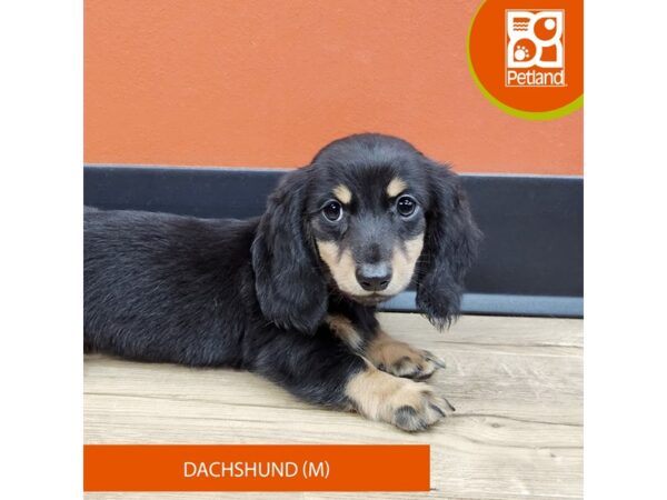 [#7364] Black / Tan Male Dachshund Puppies for Sale