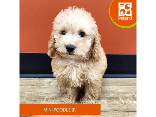 [#7378] Red Female Poodle Puppies for Sale