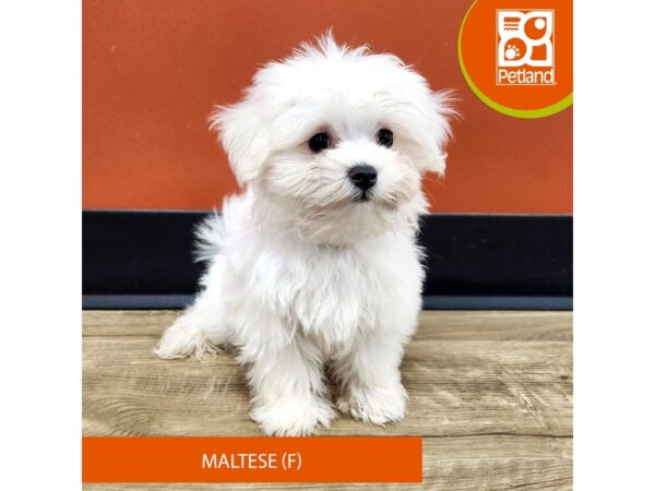 [#7377] White Female Maltese Puppies for Sale
