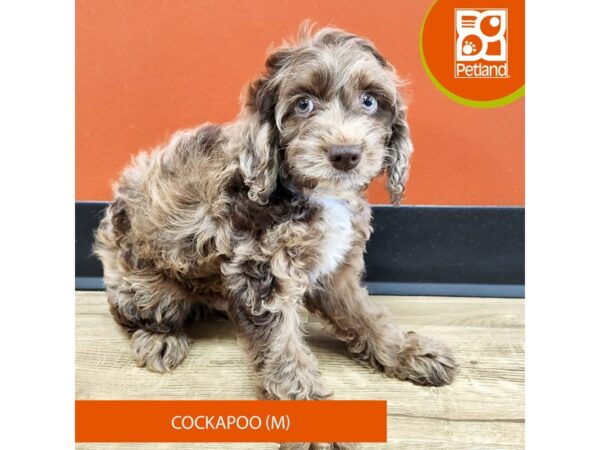 [#7376] Chocolate Roan Male Cock A Poo Puppies for Sale