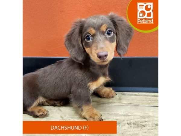 [#7374] Chocolate Female Dachshund Puppies for Sale