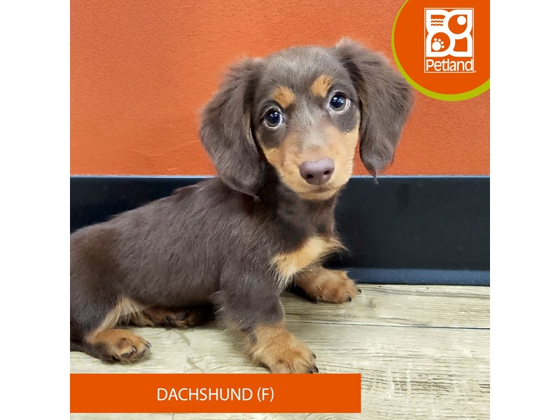 Dachshund - 7374 Image #1