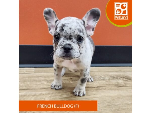 [#7386] Blue Merle Female French Bulldog Puppies for Sale
