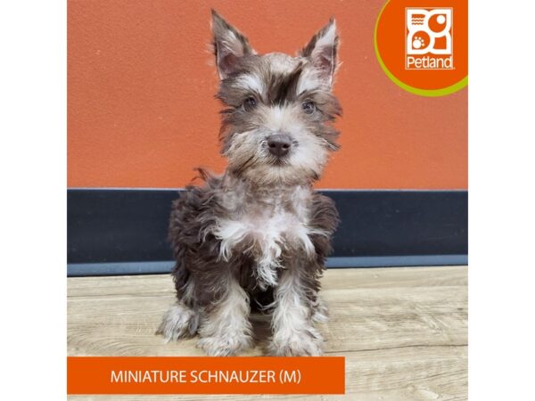 [#7385] Chocolate Male Miniature Schnauzer Puppies for Sale