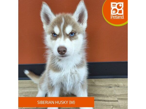 [#7400] Red / White Male Siberian Husky Puppies for Sale