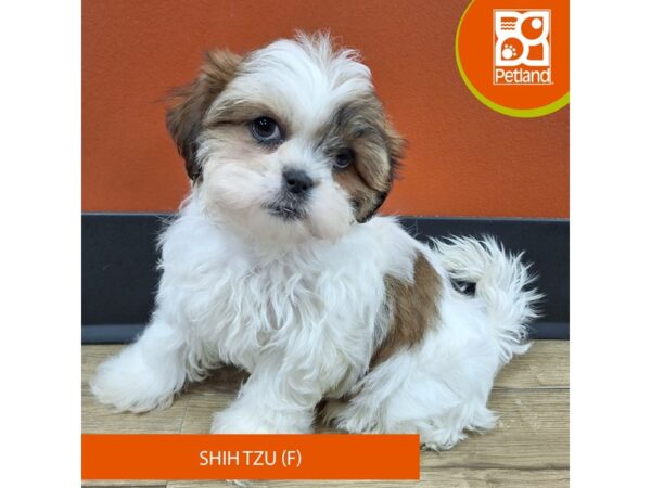 [#7397] White / Sable Female Shih Tzu Puppies for Sale