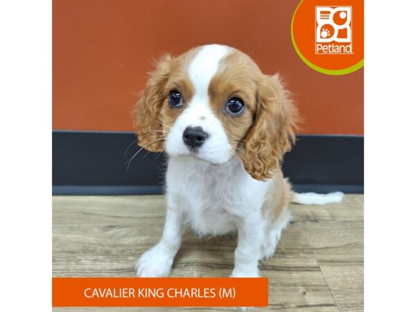 [#7395] Blenheim Male Cavalier King Charles Spaniel Puppies for Sale