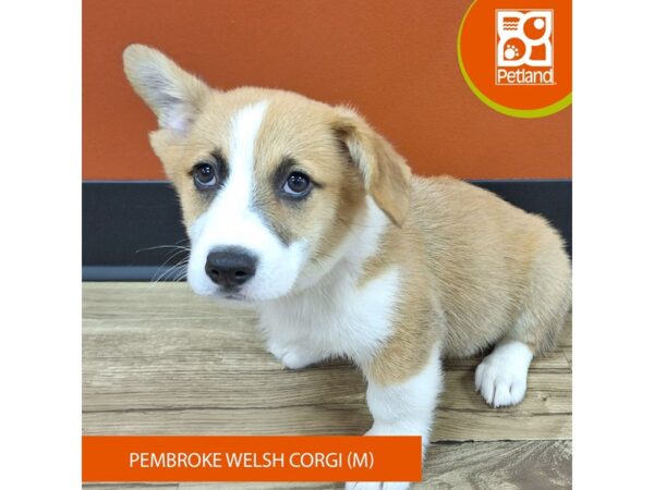 [#7392] Sable / White Male Pembroke Welsh Corgi Puppies for Sale