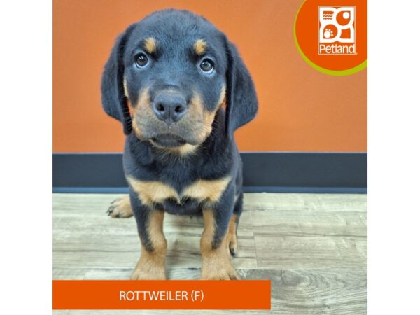 [#7391] Black / Mahogany Female Rottweiler Puppies for Sale