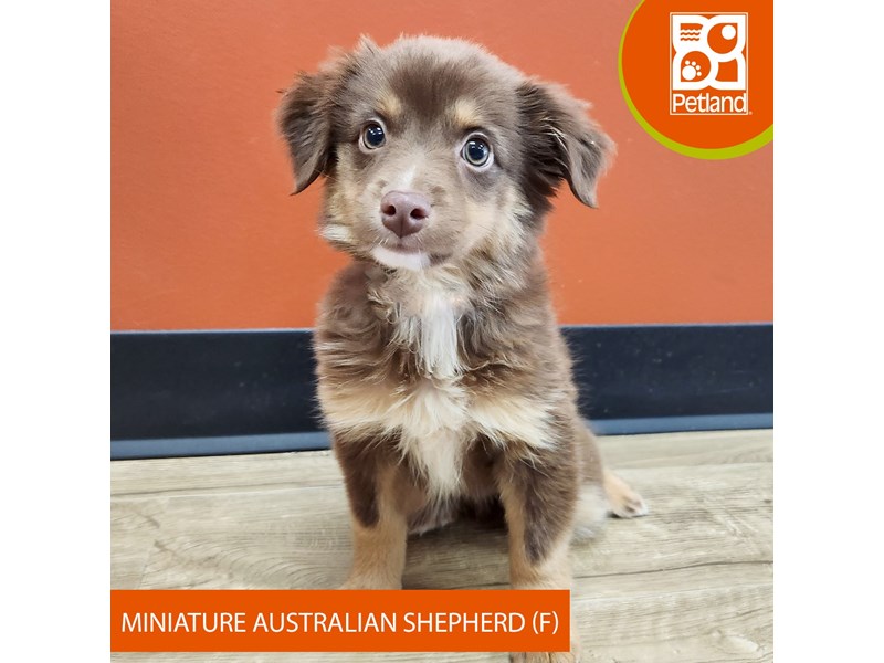 Miniature Australian Shepherd - 7361 Image #1