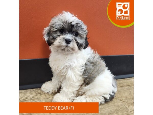 [#7369] Brown / White Female Teddy Bear Puppies for Sale