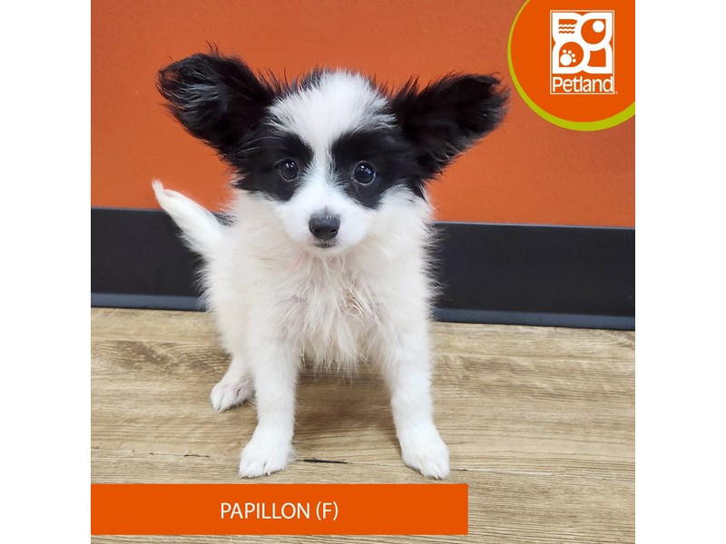 Papillon Puppies For Sale Petland Merrillville, IN