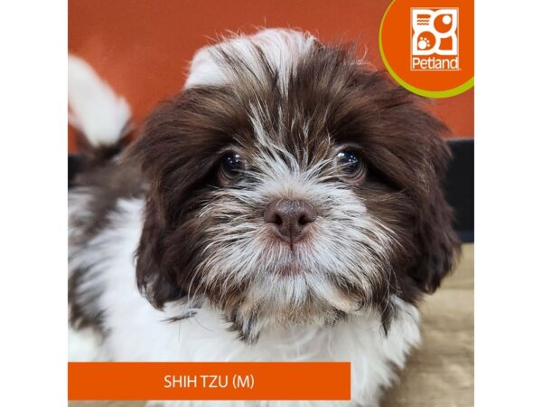 [#7475] Liver / White Male Shih Tzu Puppies for Sale