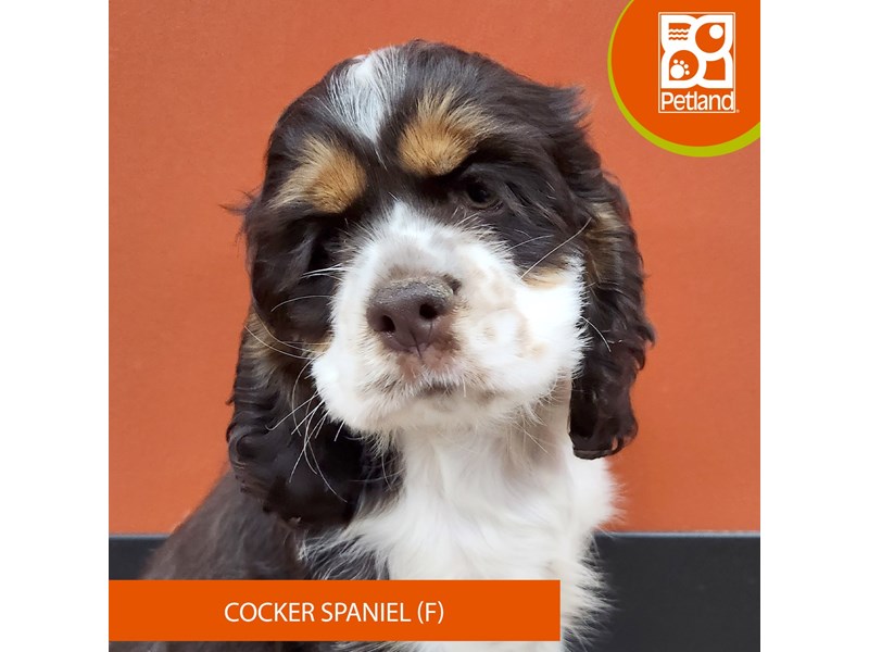 Cocker Spaniel - 7456 Image #1
