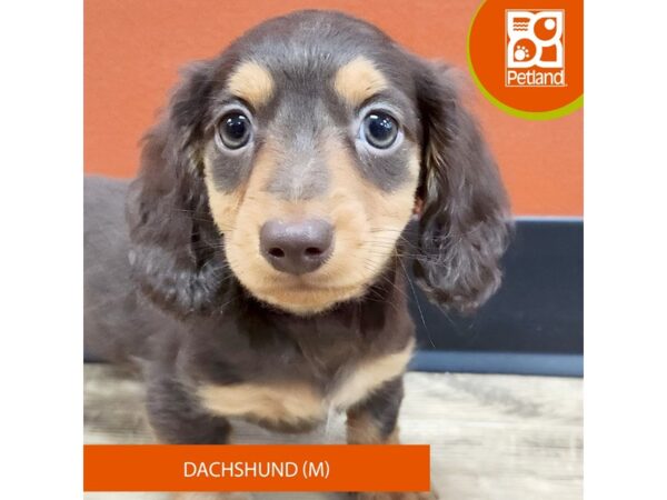 [#7476] Chocolate Male Dachshund Puppies for Sale