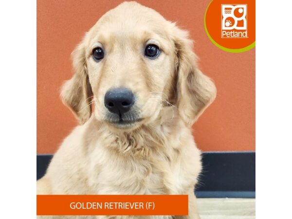 [#7472] Dark Golden Female Golden Retriever Puppies for Sale