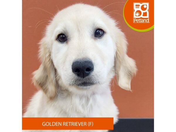 [#7485] Golden Female Golden Retriever Puppies for Sale
