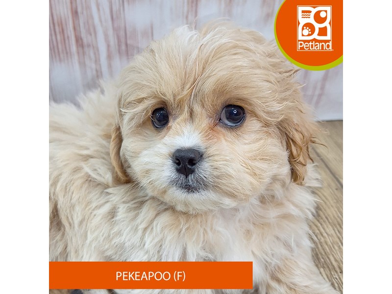 Puppies For Sale Visit Petland Merrillville, IN