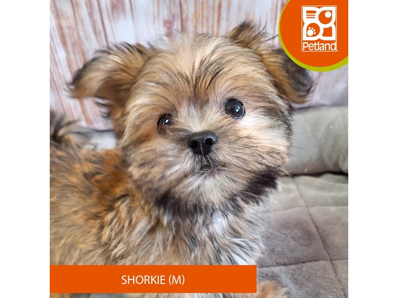 Puppies For Sale Visit Petland Merrillville, IN