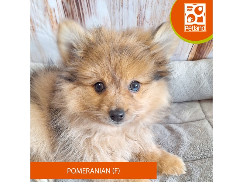 Puppies For Sale Visit Petland Merrillville, IN