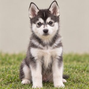 Alaskan Klee Kai