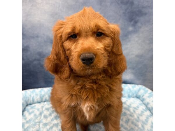 [#8673] Rowan - Red Male Goldendoodle Mini Puppies for Sale