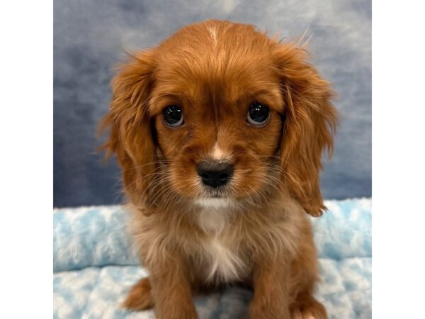 [#8668] Asher - Ruby Male Cavalier King Charles Spaniel Puppies for Sale