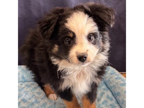 [#8680] Roo - Black Tan / White Male Miniature Australian Shepherd Puppies for Sale