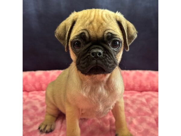 [#8677] Honey - Fawn Female Pug Puppies for Sale