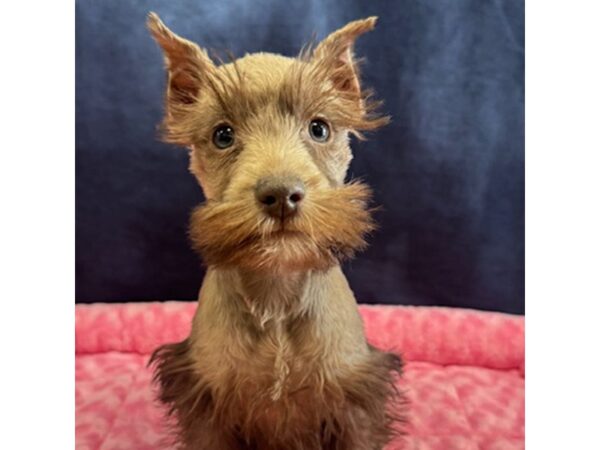 [#8676] Cocoa - Chocolate Female Miniature Schnauzer Puppies for Sale