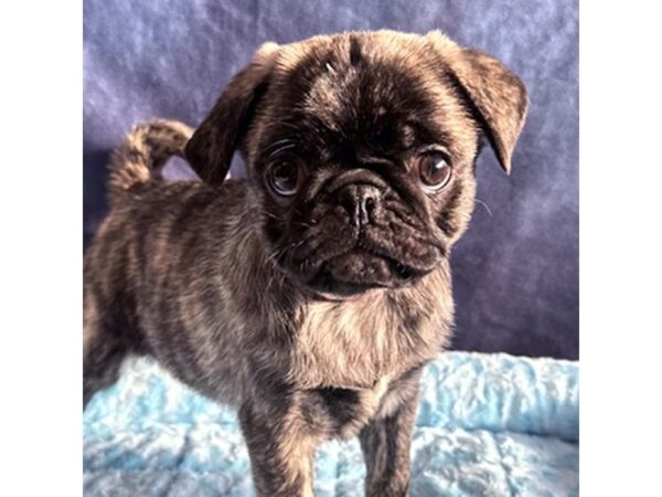 [#8682] Scout - Brindle Male Pug Puppies for Sale