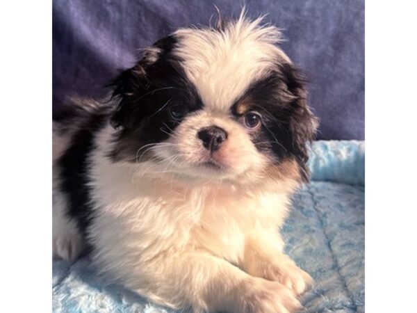 [#8683] Cosmo - Chocolate / White Male Japanese Chin Puppies for Sale