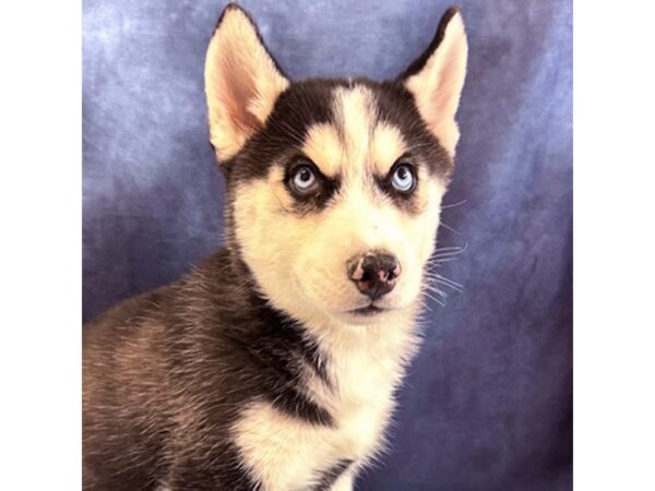 [#8685] Denali - Black / White Male Siberian Husky Puppies for Sale