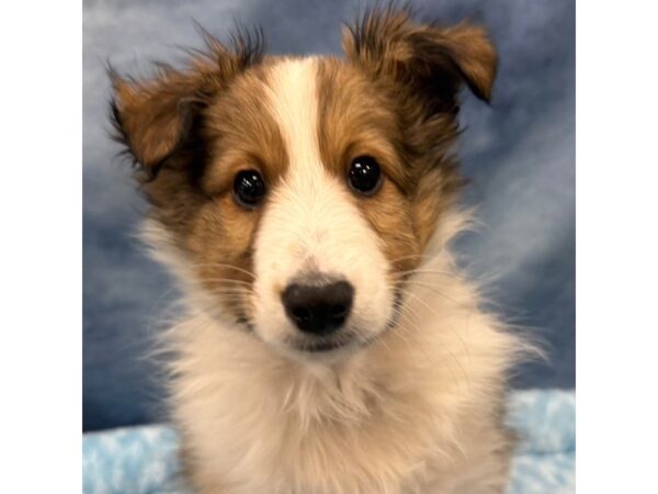 [#8697] Teddy - Sable / White Male Shetland Sheepdog Puppies for Sale