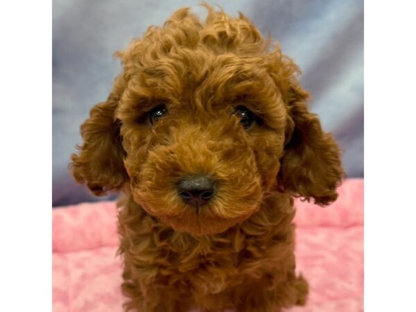 [#8699] Faye - Red Female Poodle Puppies for Sale