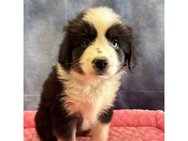 [#8701] Miranda - Black Female Australian Shepherd Puppies for Sale