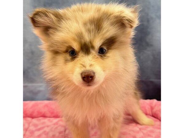 [#8700] Wendy - Red Merle Female Pomsky 2nd Gen Puppies for Sale