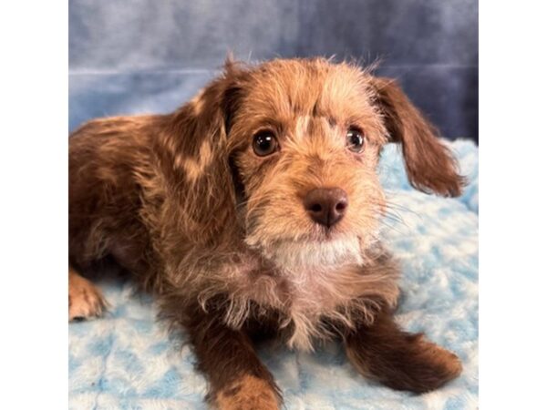 [#8691] Zeke - Chocolate Merle Male Schnoodle Puppies for Sale