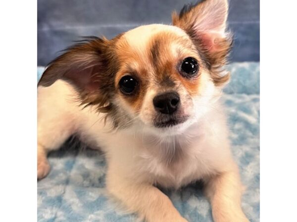 [#8689] Peanut - White / Black Male Chihuahua Puppies for Sale