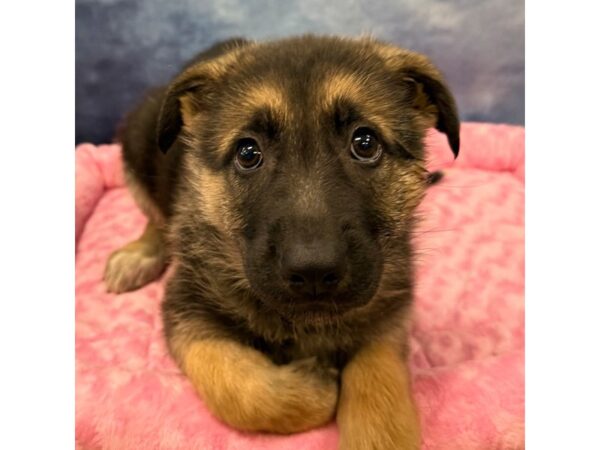[#8706] Piper - Black / Tan Female German Shepherd Dog Puppies for Sale