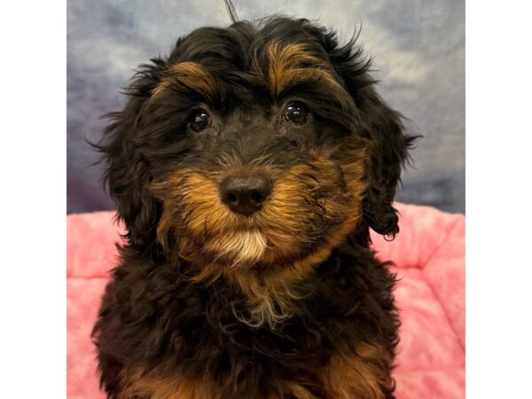[#8704] Ricotta - Black Female Bernedoodle Mini 2nd Gen Puppies for Sale