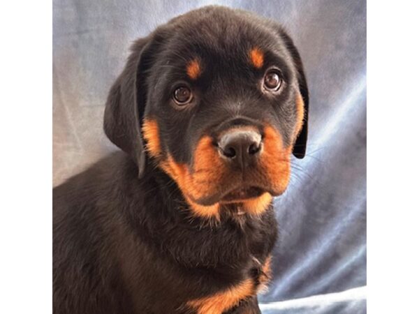 [#8719] Coal - Black / Tan Male Rottweiler Puppies for Sale