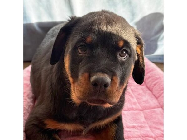 [#8718] Cinder - Black / Tan Female Rottweiler Puppies for Sale