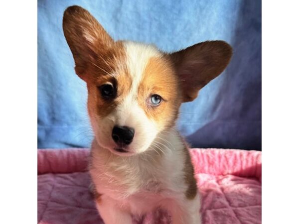[#8717] Roxy - Red Merle Female Pembroke Welsh Corgi Puppies for Sale