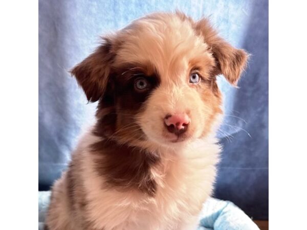 [#8716] Goose - Red Merle Male Miniature Australian Shepherd Puppies for Sale