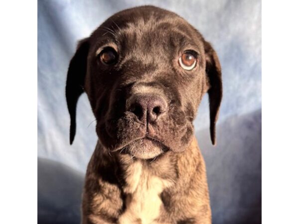[#8713] Enzo - Black Brindle Male Cane Corso Puppies for Sale