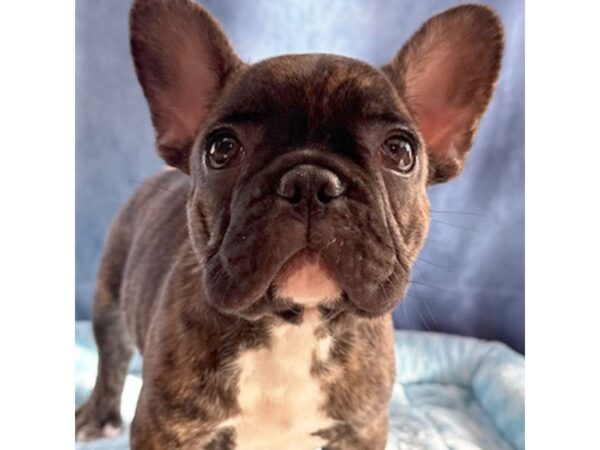 [#8712] Zeke - Black Brindle Male French Bulldog Puppies for Sale