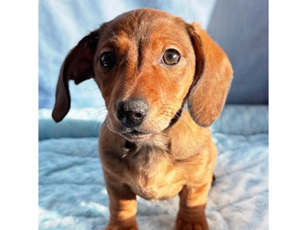 [#8711] Ramen - Red Male Dachshund Puppies for Sale